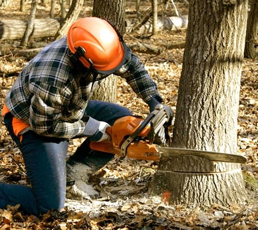 Tree Removal in Fryeburg, ME